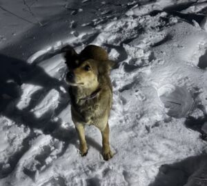 В Пензе на улице Бийской спасатели достали собаку из трехметрового колодца