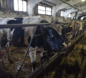 В Шемышейском районе планируют ввести серьезные ограничения из-за бруцеллеза