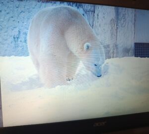 В Пензенском зоопарке раскрыли тайны белого медведя с черной кожей и прозрачной шерстью