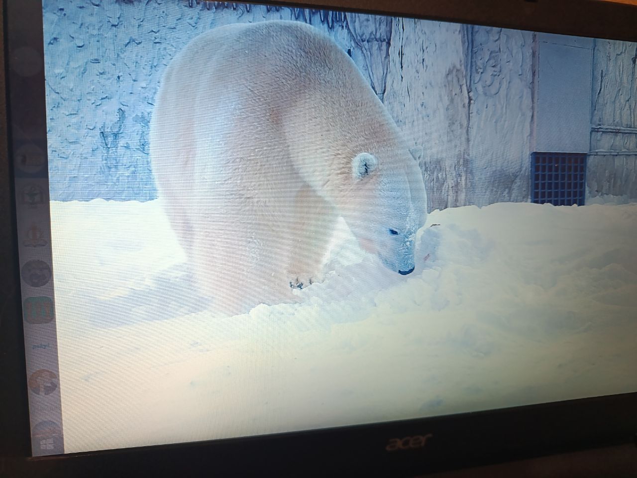 В Пензенском зоопарке раскрыли тайны белого медведя с черной кожей и прозрачной шерстью