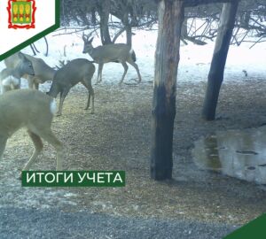 В Пензенской области выросла численность косуль и зайцев