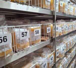 В Пензе собирают плазму для производства антирезусного иммуноглобулина