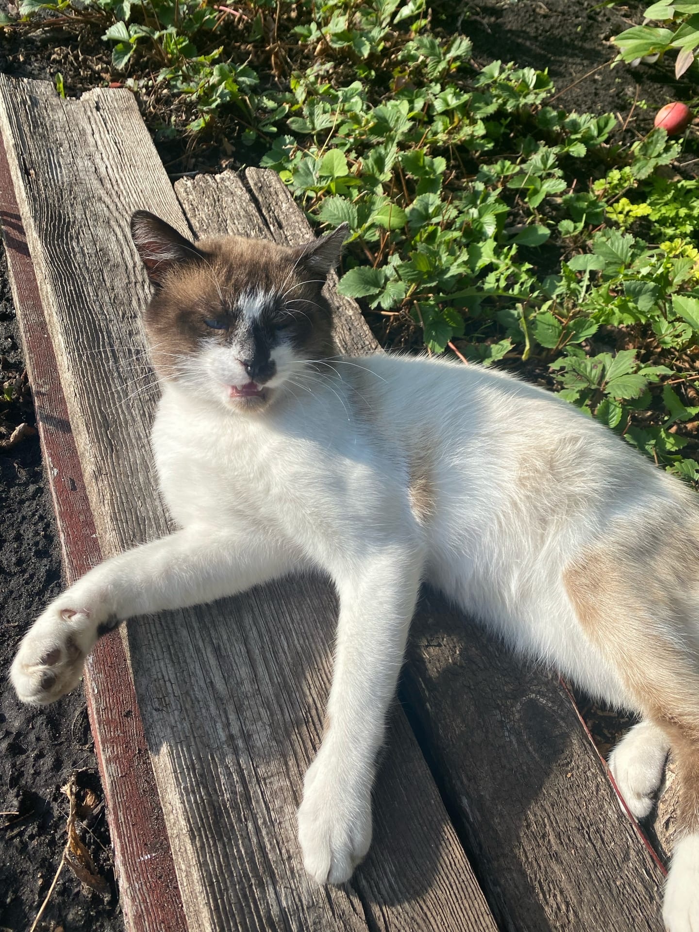 Пензенцы узнали, как кот оставил часть курорта без света и отопления