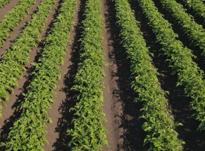 В Сердобском районе управляющий сельхозпредприятием украл 5 тонн семечек