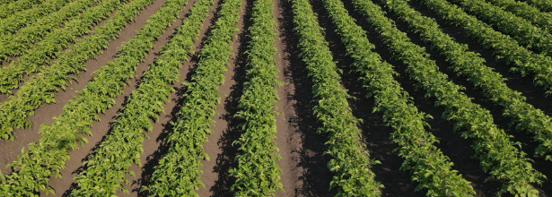 В Сердобском районе управляющий сельхозпредприятием украл 5 тонн семечек