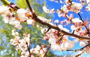 В Пензе создадут 36 цветников общей площадью более 6 тысяч квадратных метров