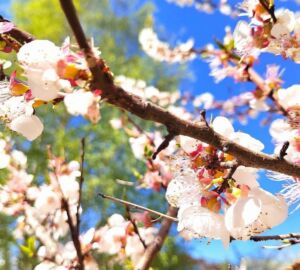 В Пензе создадут 36 цветников общей площадью более 6 тысяч квадратных метров