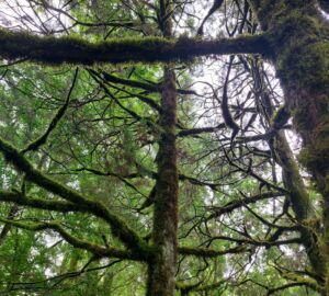 В Пензенской области на 16 процентов выросли площади лесовосстановления