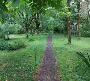 В Пензе более 77 млн рублей направят на защиту лесов от пожаров