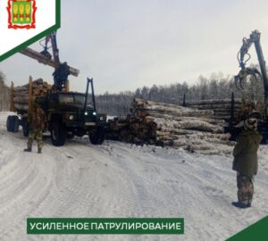 В лесах Пензенской области выявили 34 нарушения с начала 2026 года