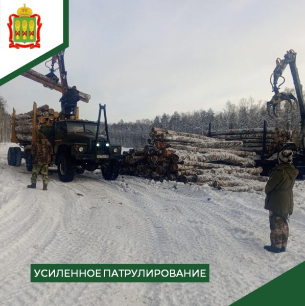 В лесах Пензенской области выявили 34 нарушения с начала 2026 года