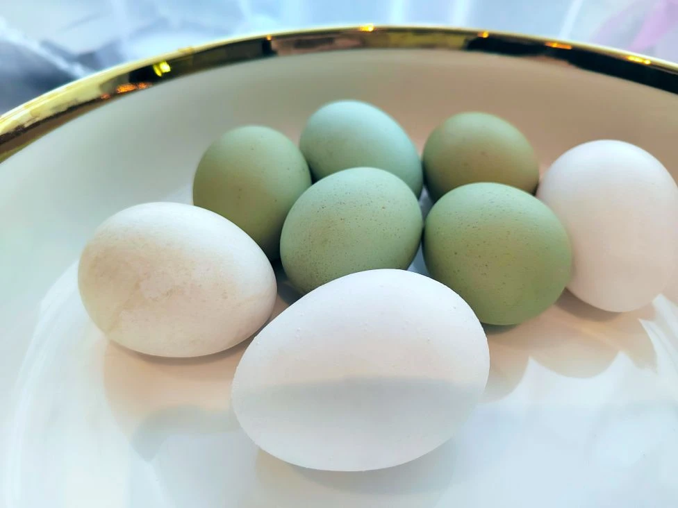 В Бессоновском районе курица начала нести бирюзовые яйца