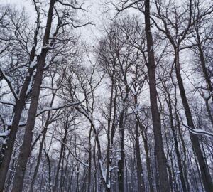 Резкое потепление приведет к гололеду и трудностям на пензенских дорогах